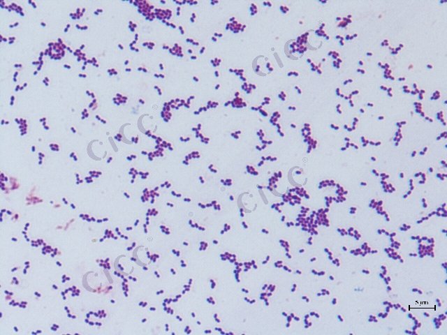 Lactococcus lactis subsp lactis