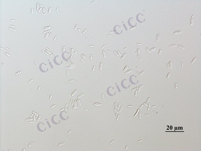 Candida rugosa