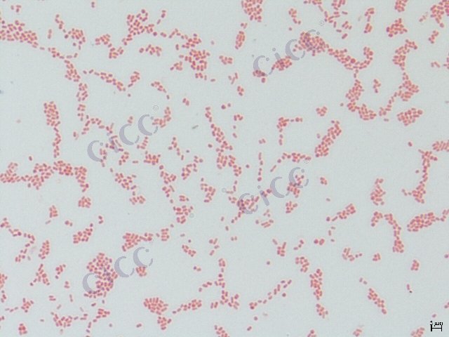 肠沙门氏菌肠亚种乙型副伤寒血清型 Salmonella enterica subsp enterica serovar Paratyphi-B CICC 10437 Salmonella enterica subsp enterica serovar Paratyphi-B