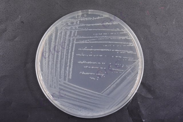 唐菖蒲伯克霍尔德氏菌 Burkholderia gladioli CICC 10574 Burkholderia gladioli