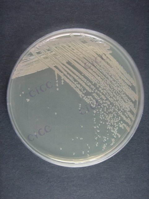 北京芽胞杆菌 Bacillus beiijingensis CICC 10490 Bacillus beiijingensis