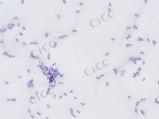 Bacillus altitudinis