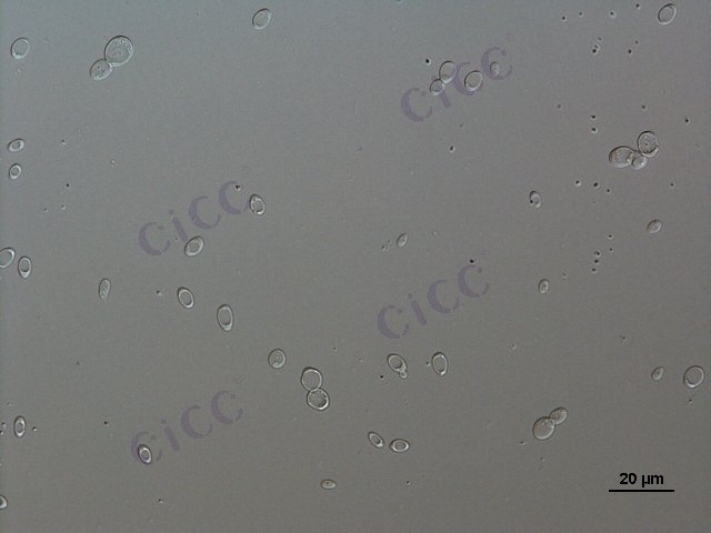 Kluyveromyces marxianus