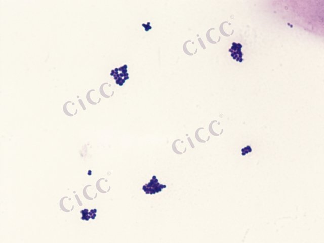 耐盐四联球菌 Tetragenococcus halophilus CICC 10286 Tetragenococcus halophilus