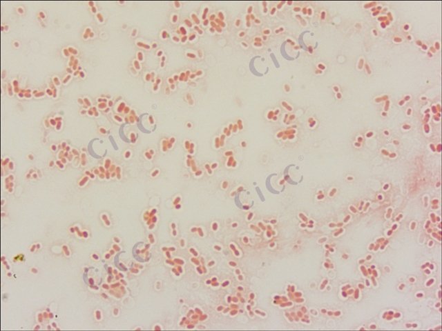 巴氏醋杆菌 Acetobacter pasteurianus CICC 10821 Acetobacter pasteurianus