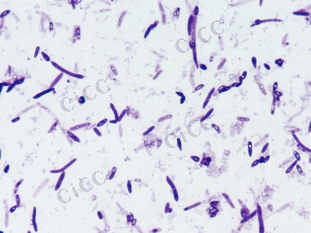 Bacillus niacini
