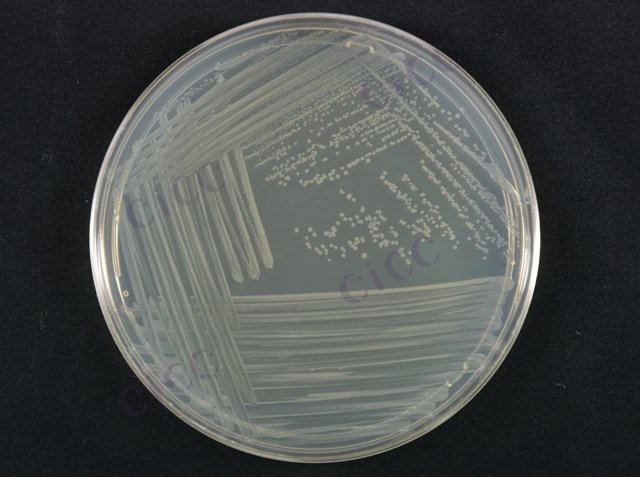 肺炎克雷伯氏菌 Klebsiella pneumoniae CICC 10870 Klebsiella pneumoniae