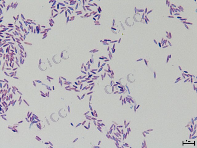 Brevibacillus sp