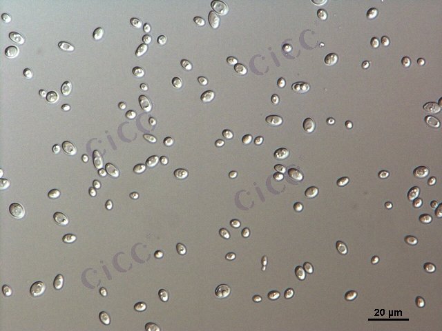酿酒酵母 Saccharomyces cerevisiae CICC 1012 Saccharomyces cerevisiae