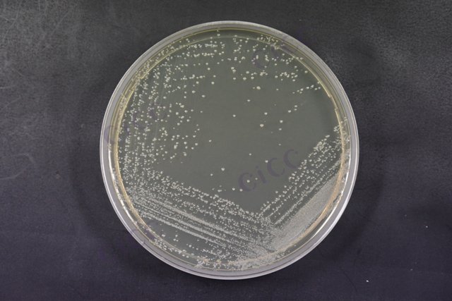表皮葡萄球菌 Staphylococcus epidermidis CICC 10294 Staphylococcus epidermidis