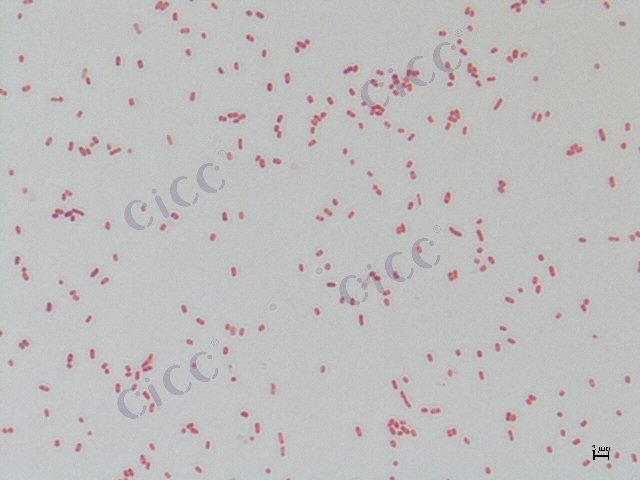 大肠埃希氏菌 Escherichia coli CICC 10247 Escherichia coli
