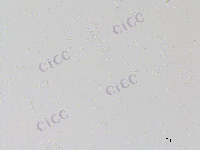 Tetrapisispora nanseiensis