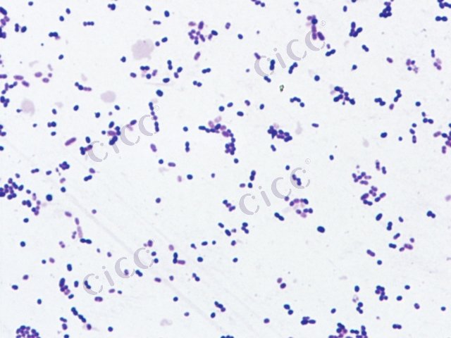 Acetobacter sp