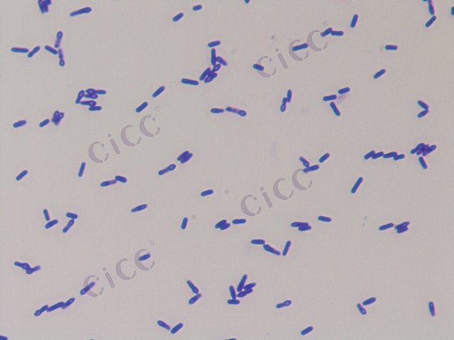 Bacillus fusiformis