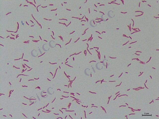 发光杆菌属 Photobacterium sp CICC 24880 Photobacterium sp