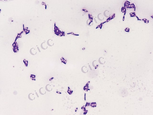 枯草芽胞杆菌枯草亚种 Bacillus subtilis subsp subtilis CICC 10078 Bacillus subtilis subsp subtilis