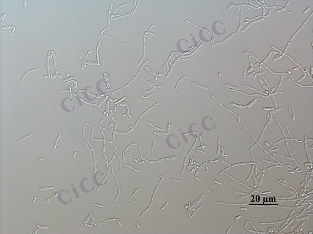 Meyerozyma guilliermondii