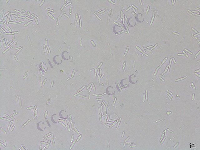 Moesziomyces aphidis