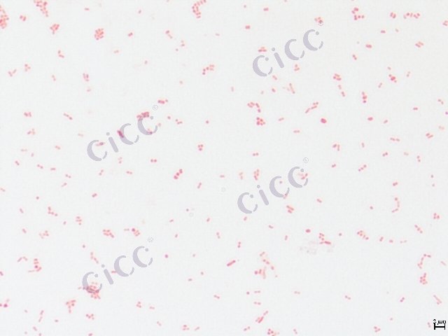 Citrobacter freundii