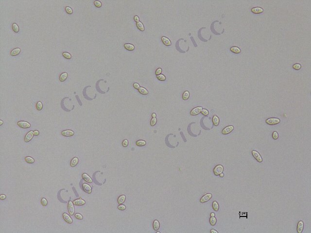 Zygosaccharomyces bailii