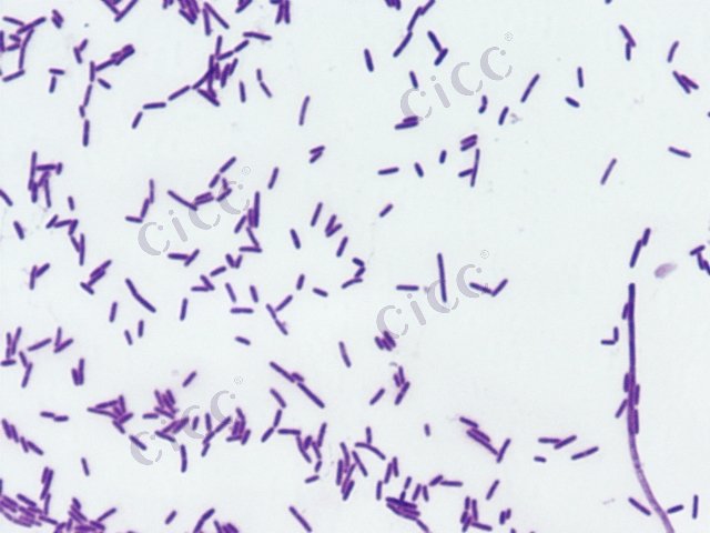 Sporosarcina koreensis