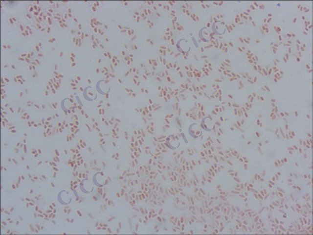 溶藻弧菌 Vibrio alginolyticus CICC 10889 Vibrio alginolyticus