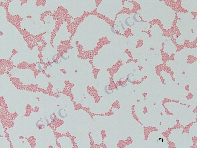 Burkholderia sp