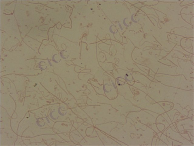 Carboxylicivirga taeanensis