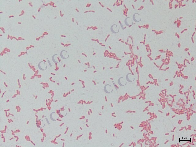 Burkholderia cepacia