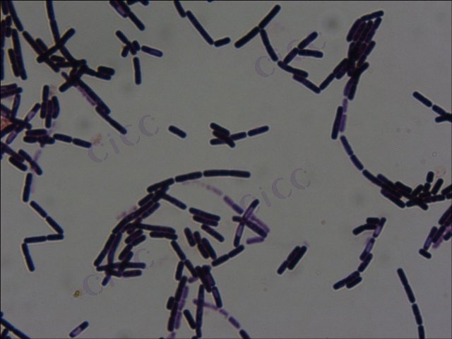 蜡样芽胞杆菌 Bacillus cereus CICC 10451 Bacillus cereus