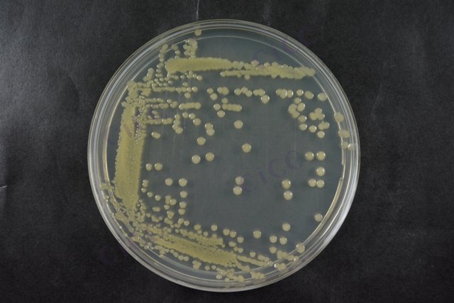 巨大芽胞杆菌 Bacillus megaterium CICC 23035 Bacillus megaterium