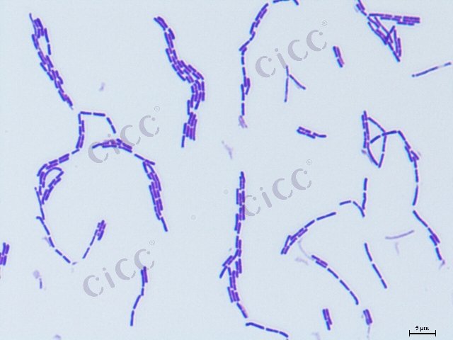 Companilactobacillus alimentarius