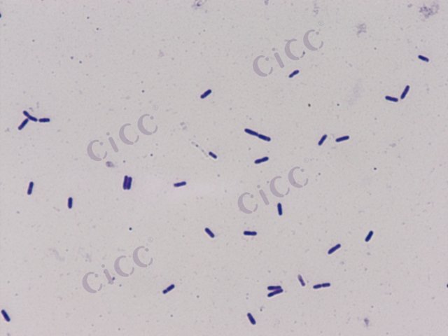Paenibacillus polymyxa