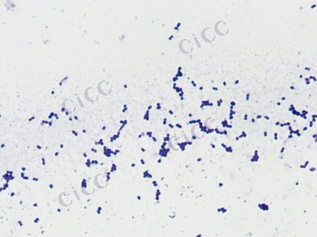 Exiguobacterium sp