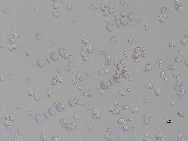 Kluyveromyces marxianus