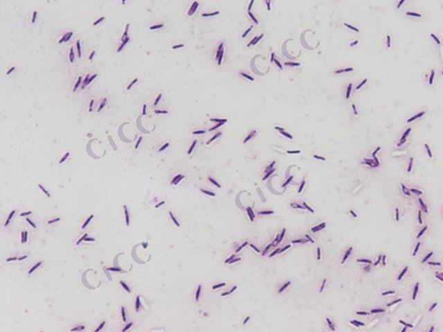 Cytobacillus solani