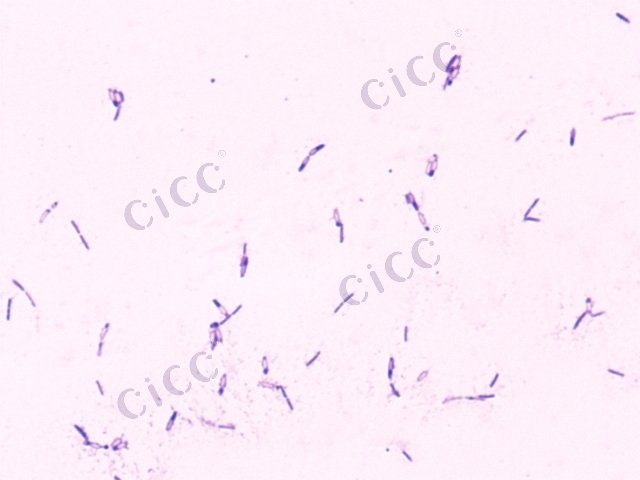 Bacillus licheniformis