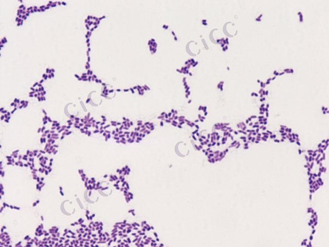 Salmonella enterica subsp enterica serotype Bonn