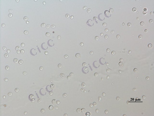 Schwanniomyces occidentalis