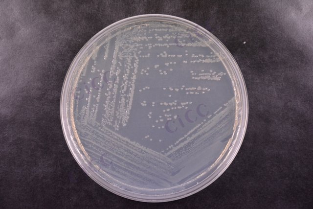 铜绿假单胞菌 Pseudomonas aeruginosa CICC 10351 Pseudomonas aeruginosa