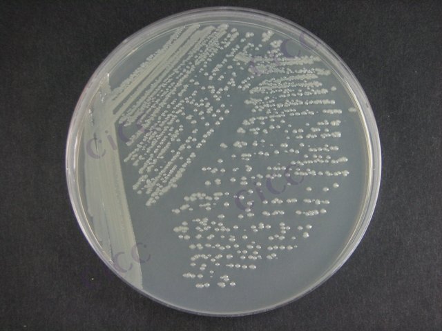 肠杆菌属 Enterobacter sp CICC 10528 Enterobacter sp