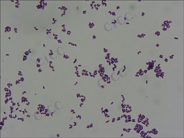 Corynebacterium glutamicum