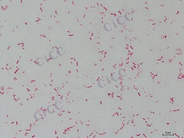 粪产碱杆菌 Alcaligenes faecalis CICC 10660 Alcaligenes faecalis