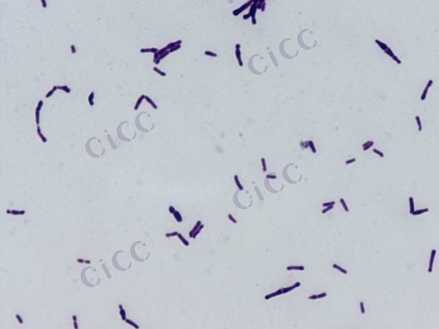 Bifidobacterium animalis subsp lactis