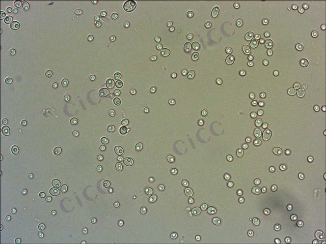 Candida albicans