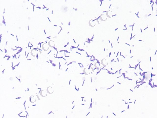 Citrobacter pasteurii