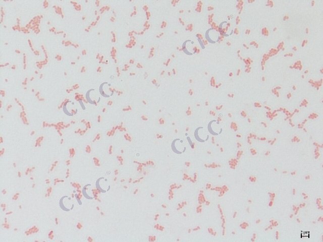 Burkholderia cepacia