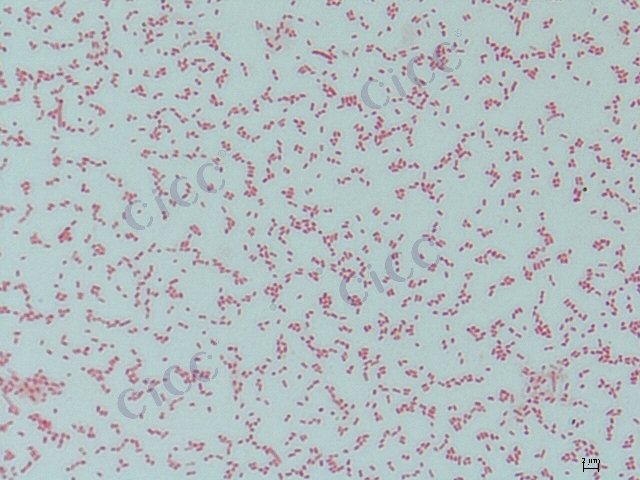 弗氏柠檬酸杆菌 Citrobacter freundii CICC 10296 Citrobacter freundii