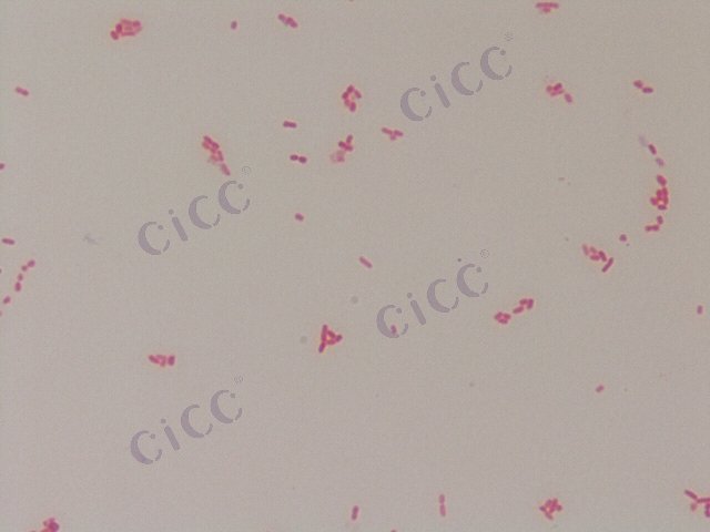 肺炎克雷伯氏菌肺炎亚种 Klebsiella pneumoniae subsp pneumoniae CICC 24165 Klebsiella pneumoniae subsp pneumoniae