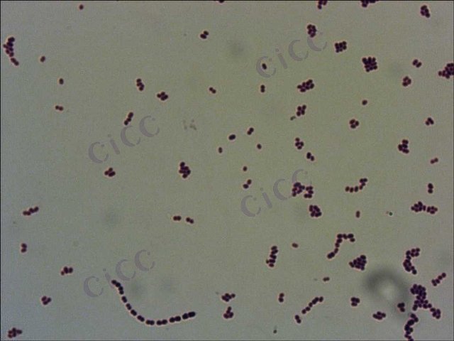 粪肠球菌 Enterococcus faecalis CICC 10396 Enterococcus faecalis